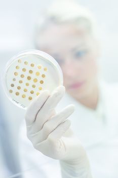 Life science professional observing cell culture samples on LB agar medium in petri dish.  Scientist grafting bacteria in microbiological analytical laboratory.  Focus on agar plate trough glass.