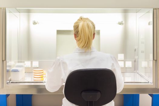 Female scientist researching in laboratory, pipetting cell culture medium samples in laminar flow. Life science professional grafting bacteria in the pettri dishes. 