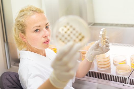 Female life science professional observing cell culture samples on LB agar medium in petri dish.  Scientist grafting bacteria in microbiological analytical laboratory .  Focus on scientist's eye.