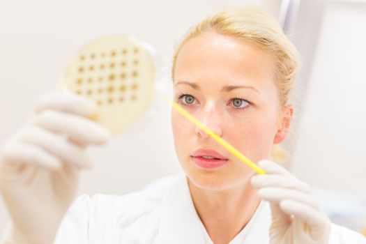 Female life science professional observing cell culture samples on LB agar medium in petri dish.  Scientist grafting bacteria in microbiological analytical laboratory .  Focus on scientist's eye.