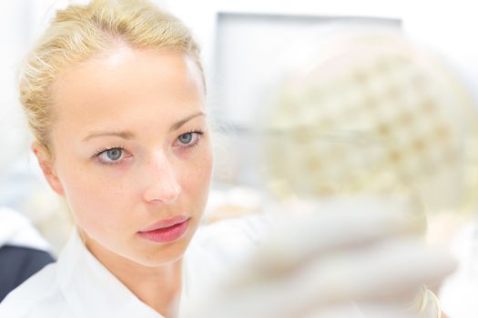 Female life science professional observing cell culture samples on LB agar medium in petri dish.  Scientist grafting bacteria in microbiological analytical laboratory .  Focus on scientist's eye.