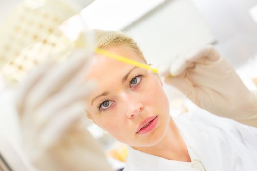 Female life science professional observing cell culture samples on LB agar medium in petri dish.  Scientist grafting bacteria in microbiological analytical laboratory .  Focus on scientist's eye.