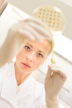 Female life science professional observing cell culture samples on LB agar medium in petri dish.  Scientist grafting bacteria in microbiological analytical laboratory .  Focus on scientist's eye.