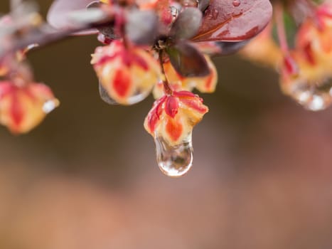 Drop of water hanging from a red bush