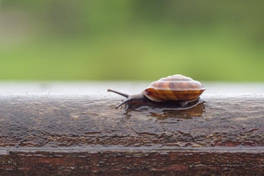 Closeup of a brown wet snail on wood in rain