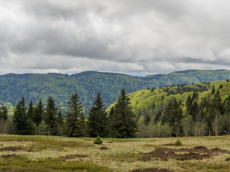Dark grey clouds overlook the pine trees in the Vosges hills France