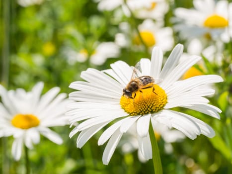 Wasp resting on a white and yellow flower in field of chamomile