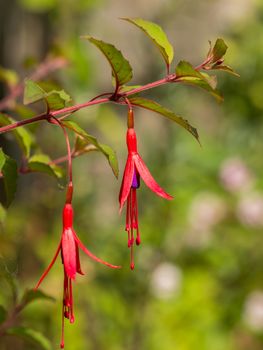 Two red and purple flowers of fuchsia stamens hanging in sunlight