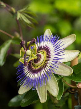 Closeup view of the common blue passion flower