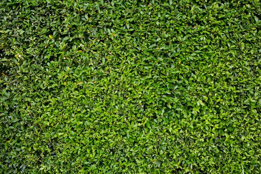 Green grass background texture.
