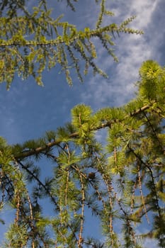 pine tree branches against sunny sky