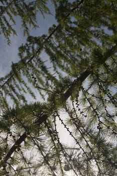 pine tree branches against sky