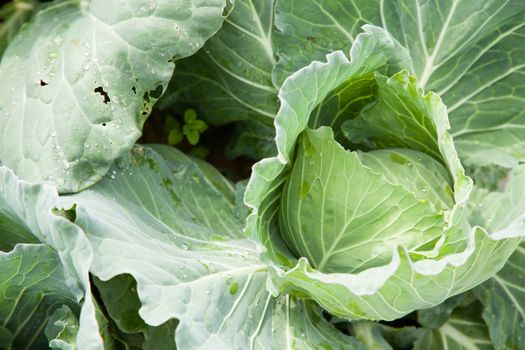 cabbage crop on the mountain cold. Agricultural lands are mainly on the mountain.