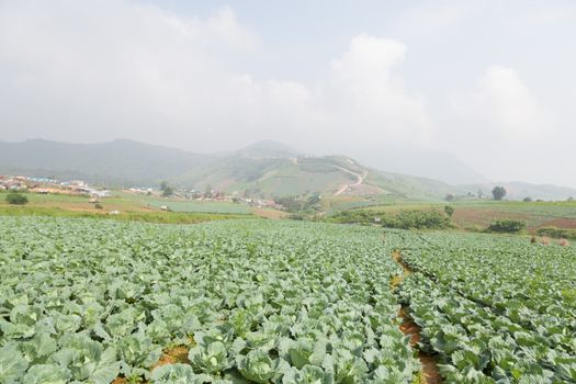 Agriculture cabbage areas planted cabbage big mountain cold.