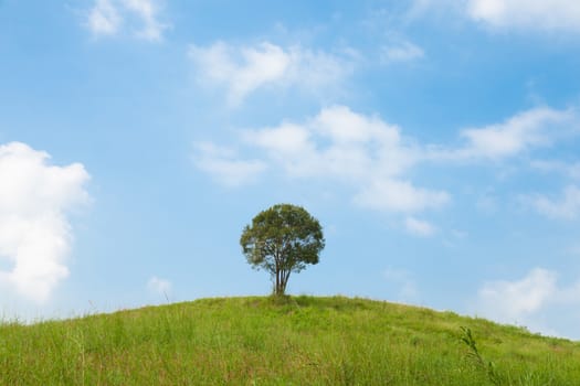 Big tree on a hillside. A large tree in the middle of pastures. Mostly clear skies