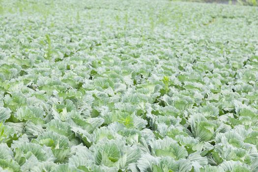 Agriculture cabbage areas planted cabbage big mountain cold.