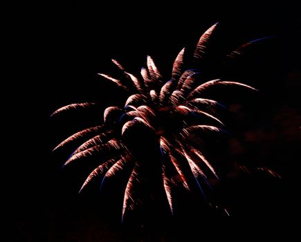 Celebration firework in the black night sky