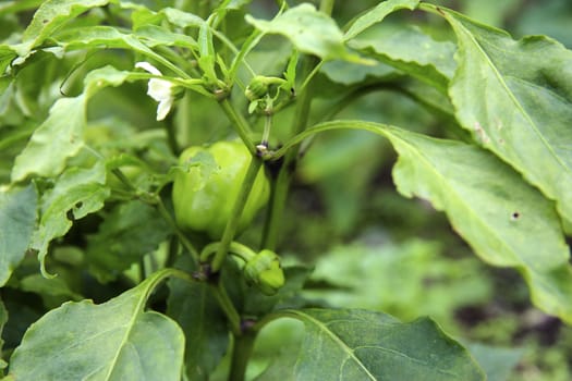 Green Sweet Pepper Growing On The Bed