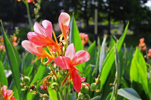 Exotic pink flower blooming on the branch of bush