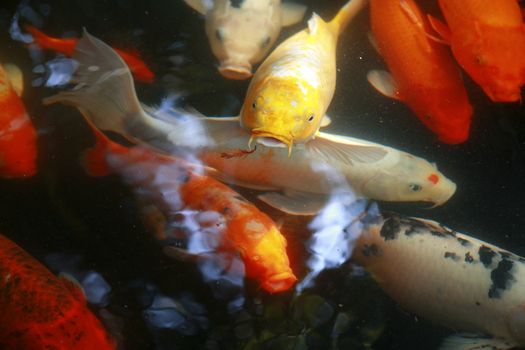 Tropical Exotic Fish underwater. A China travel