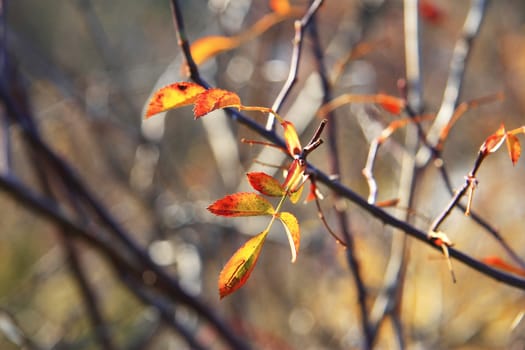 Yellow and red leaves on the branch in the autumn forest