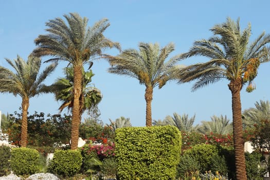 Palm tree against blue sky. Tropical nature