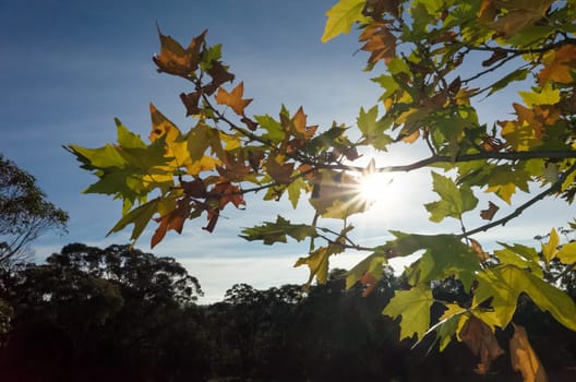 Photograph of the Sun Shining through maple leaves in the autumn