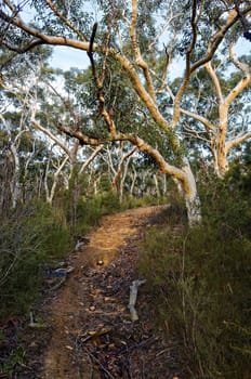 Eucalyptus trees in the Australian bush in the Blue Mountains.