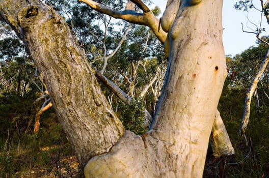 Eucalyptus trees, Blue Mountains, Australia