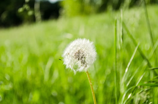 Spring dandelion on green natural background