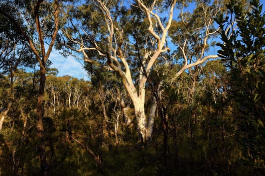 Eucalyptus trees in the Australian bush in the Blue Mountains.