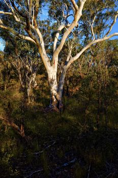 Eucalyptus trees in the Australian bush in the Blue Mountains.