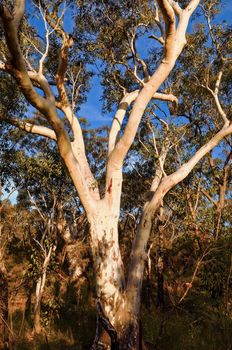 Eucalyptus trees in the Australian bush in the Blue Mountains.