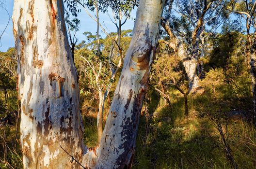 Eucalyptus trees, Blue Mountains, Australia
