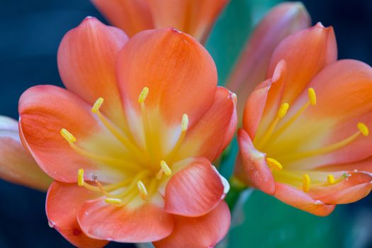 The flowers on succulent