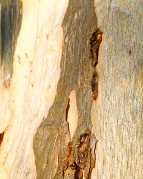 Background of peeled eucalyptus bark