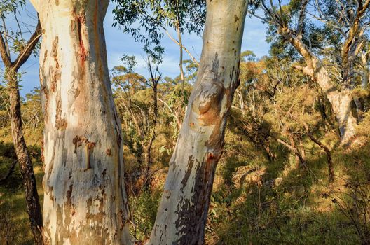 Eucalyptus trees, Blue Mountains, Australia