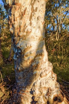 Eucalyptus trees, Blue Mountains, Australia