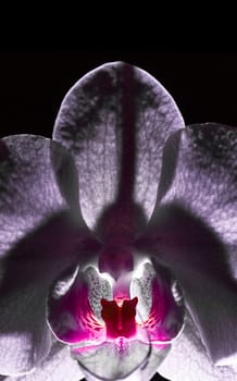 Orchid flower petals unde light vertical view