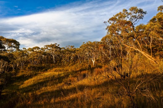 Eucalyptus trees in the Australian bush in the Blue Mountains.