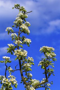 European or common pear, pyrus communis, flowers by beautiful day