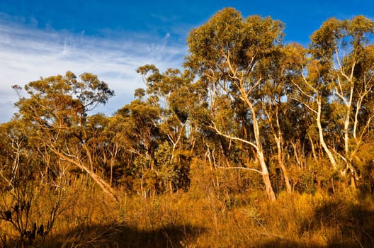 Eucalyptus trees in the Australian bush in the Blue Mountains.