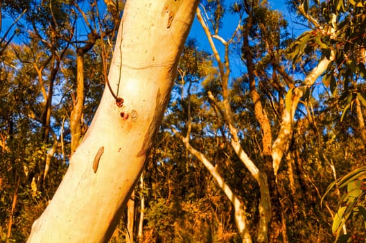 Eucalyptus trees in the Australian bush in the Blue Mountains.