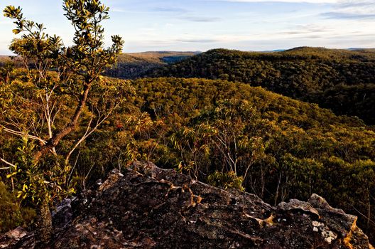 Eucalyptus trees in the Australian bush in the Blue Mountains.