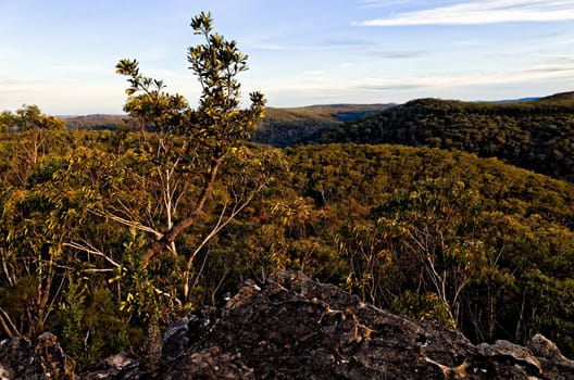 Eucalyptus trees in the Australian bush in the Blue Mountains.