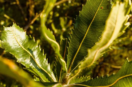 Flowers and leaves of the Old Man Banksia tree