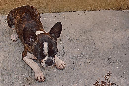 Photograph of a sad Boston terrier dog on a concrete floor