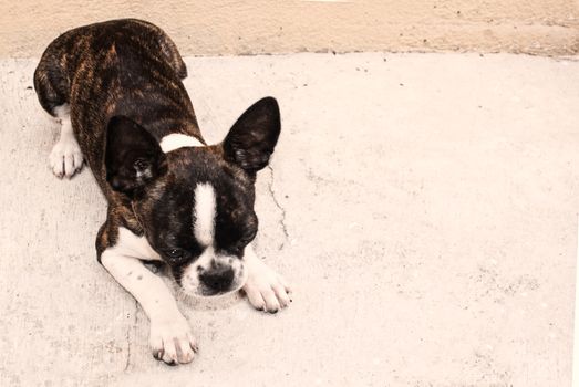 Photograph of a Boston terrier puppy dog on a concrete floor 