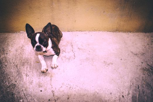Photograph of a Boston terrier puppy dog on a concrete floor and yellow background