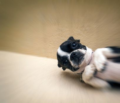 Photograph of a Boston terrier puppy dog on a concrete floor 